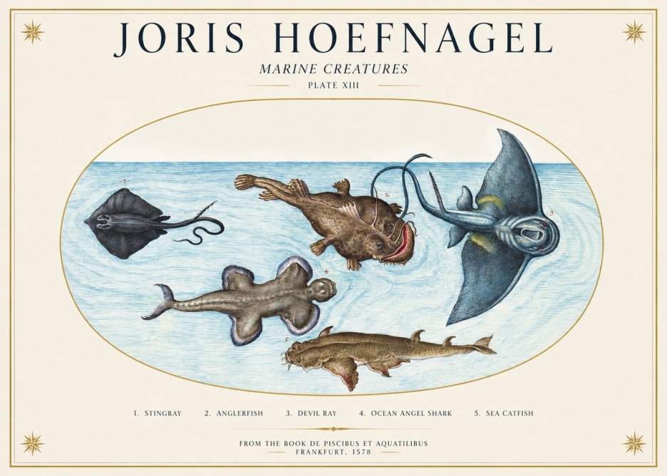 Joris Hoefnagel Marine Creatures Plate Xiii No1 - Póster