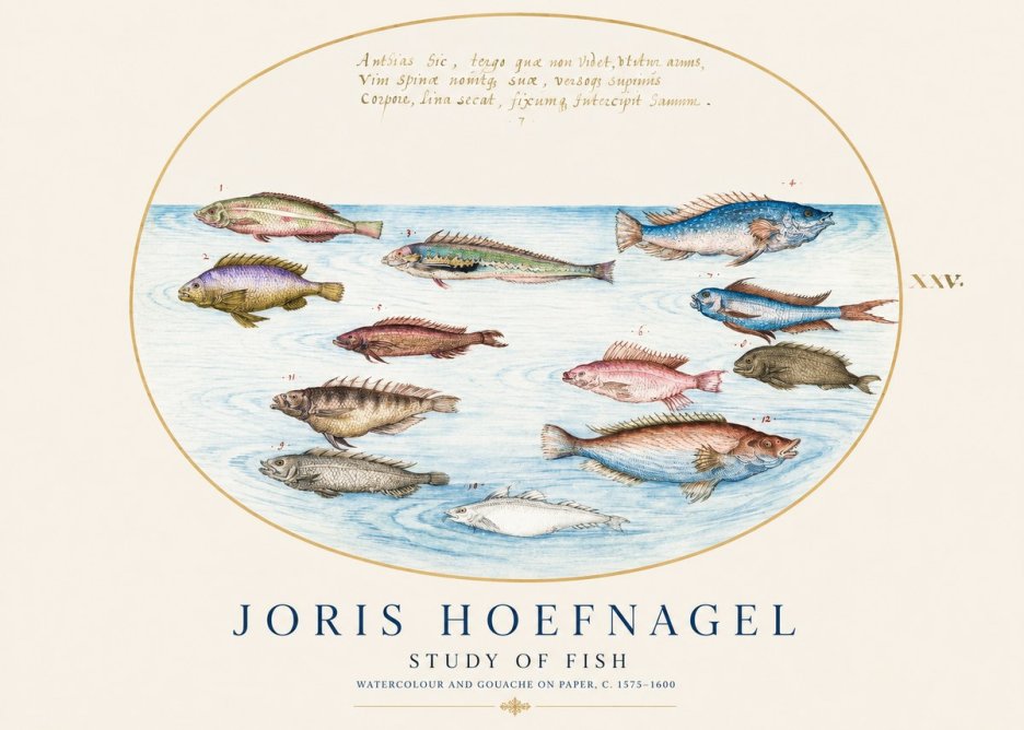 Joris Hoefnagel Study of Fish No1 - Póster