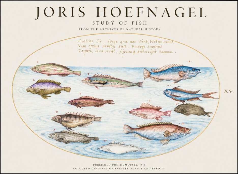 Joris Hoefnagel Study of Fish No3 - Póster
