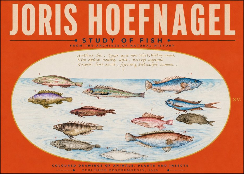 Joris Hoefnagel Study of Fish No5 - Póster