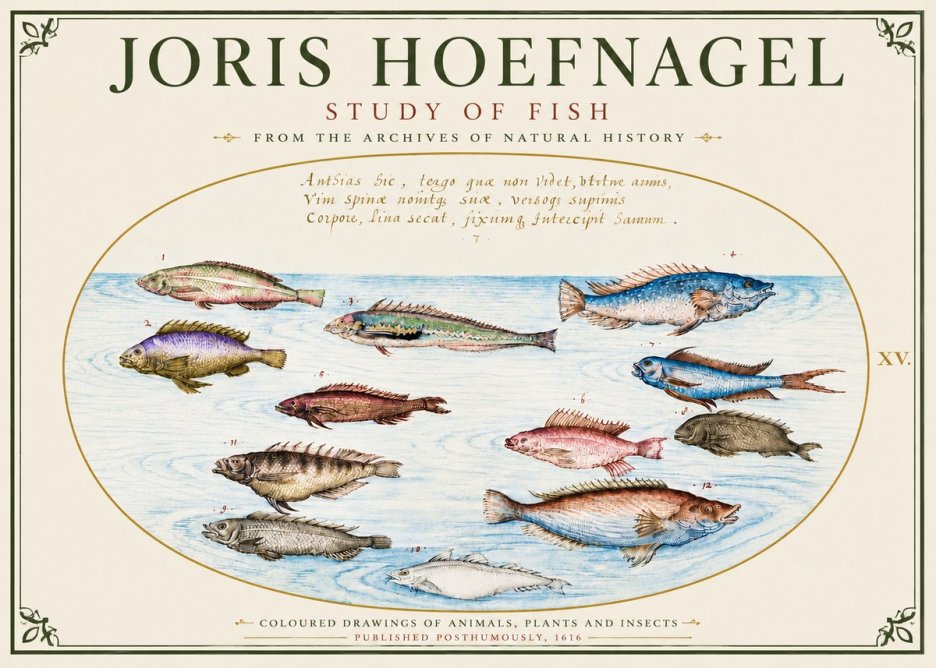Joris Hoefnagel Study of Fish No6 - Póster