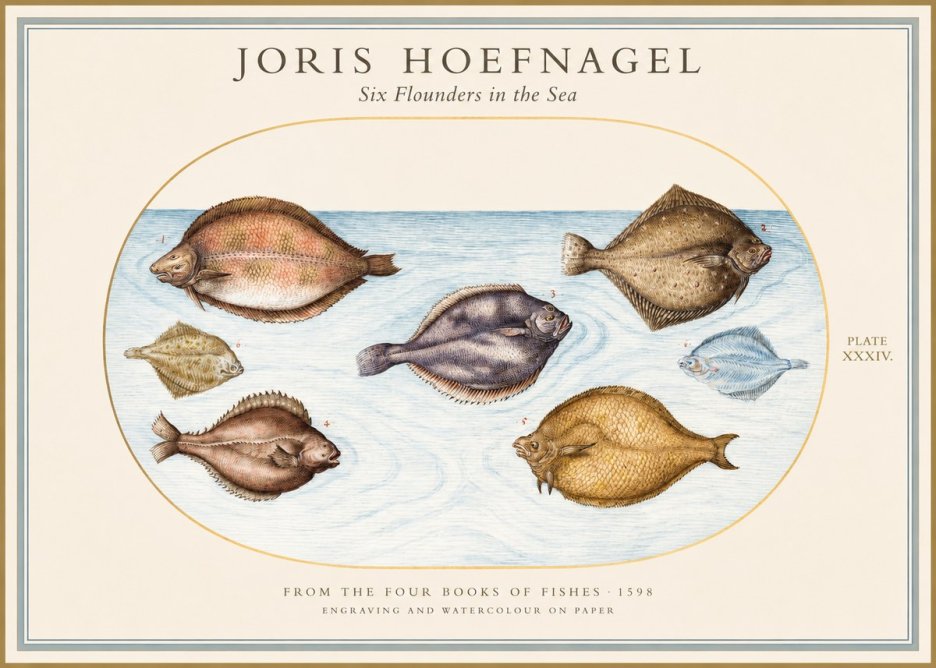 Joris Hoefnagel Six Flounders in the Sea No1 - Póster