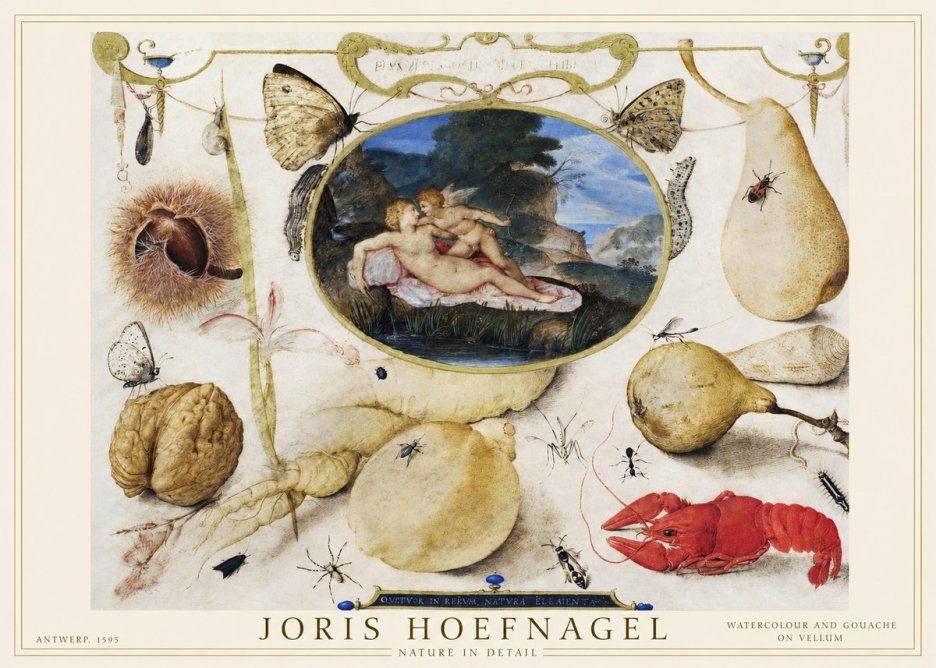 Joris Hoefnagel Nature in Detail No1 - Póster