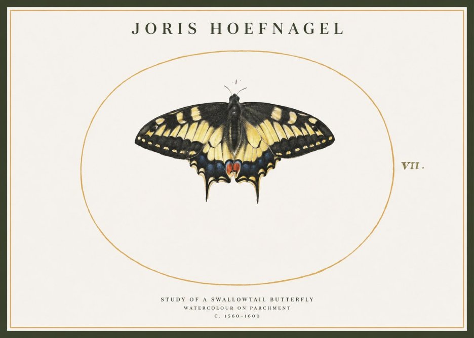 Joris Hoefnagel Study of a Swallowtail Butterfly No1 - Póster