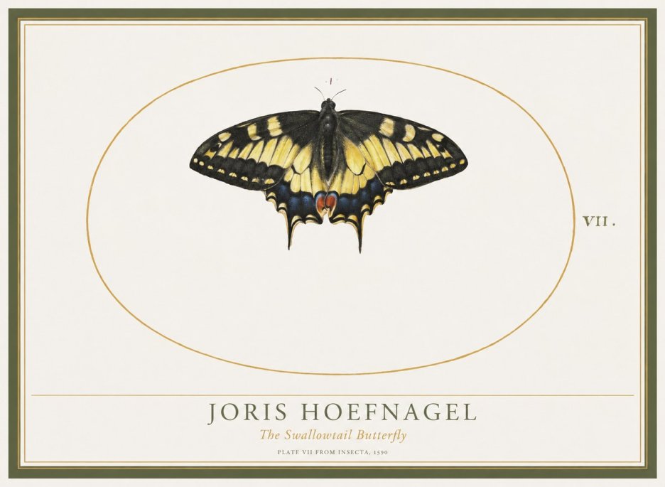Joris Hoefnagel Study of a Swallowtail Butterfly No5 - Póster