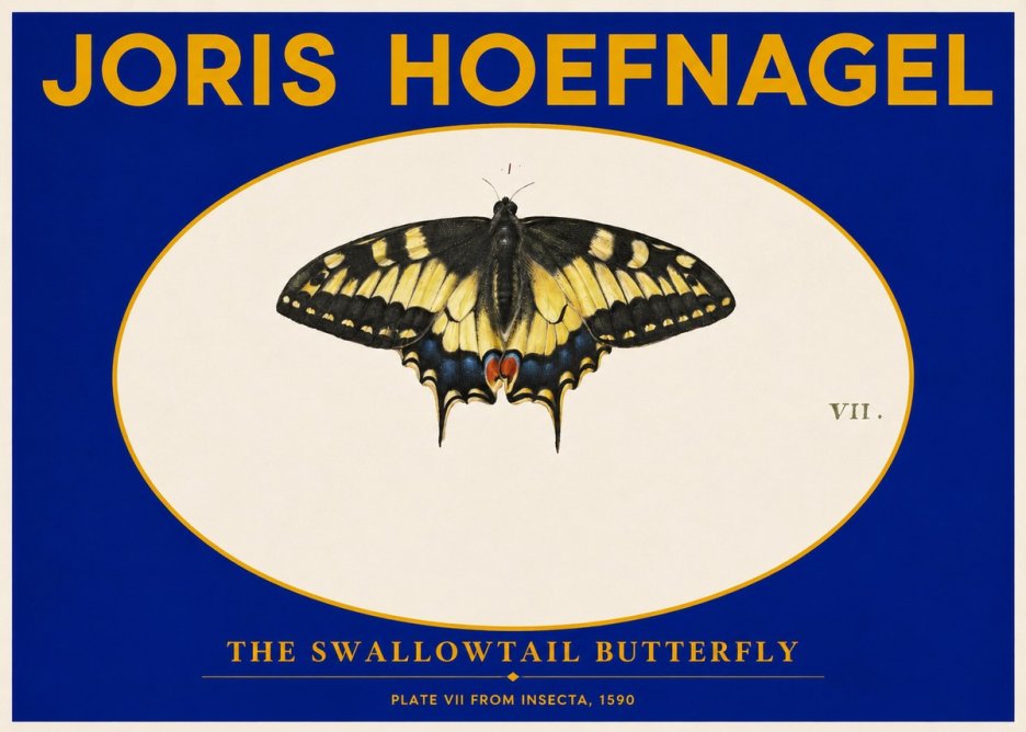 Joris Hoefnagel Study of a Swallowtail Butterfly No6 - Póster