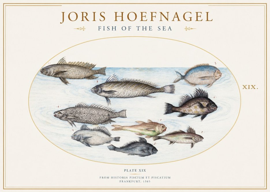 Joris Hoefnagel Fish of the Sea No1 - Póster