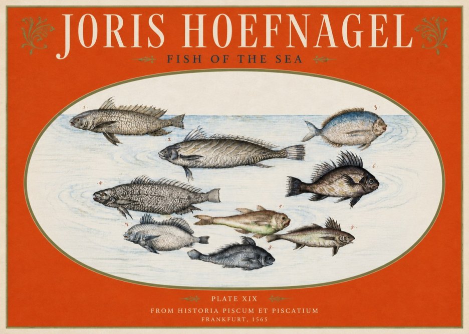 Joris Hoefnagel Fish of the Sea No3 - Póster