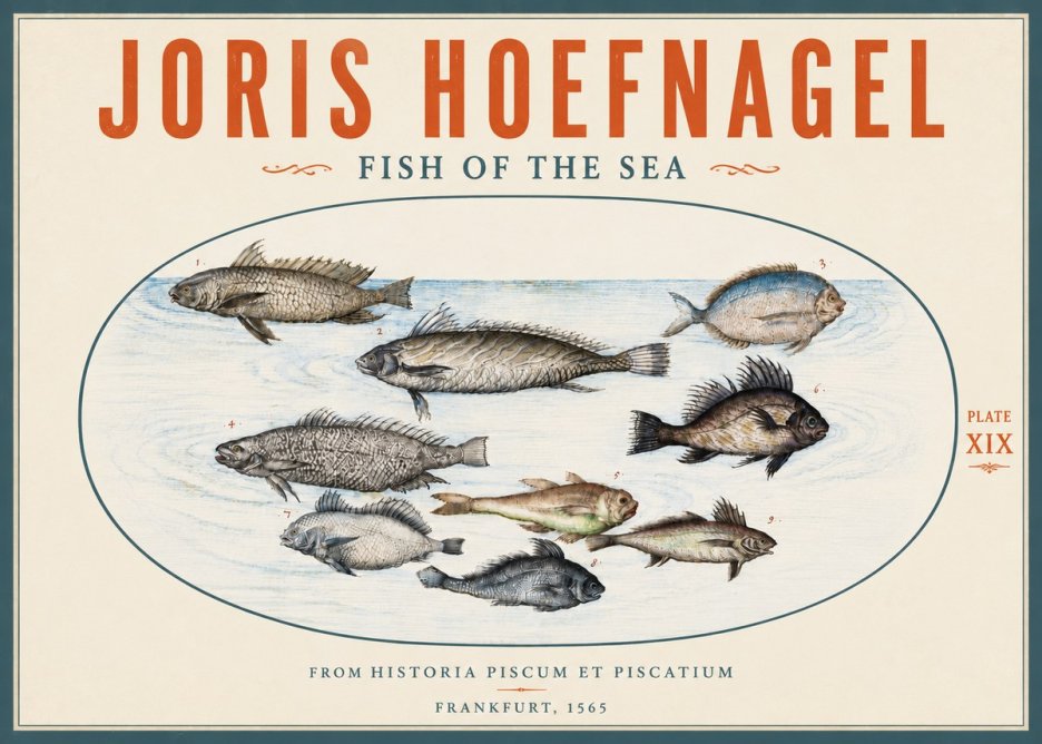 Joris Hoefnagel Fish of the Sea No5 - Póster