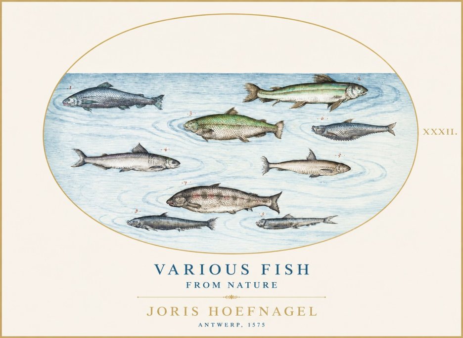 Joris Hoefnagel Various Fish from Nature No1 - Póster
