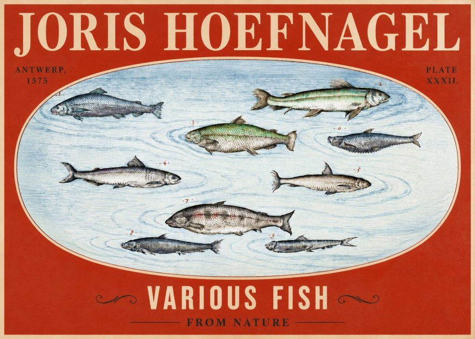 Joris Hoefnagel Various Fish from Nature No2 - Póster
