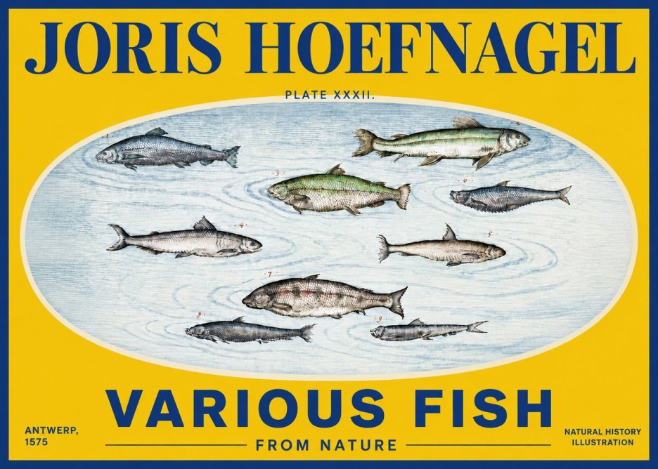 Joris Hoefnagel Various Fish from Nature No4 - Póster