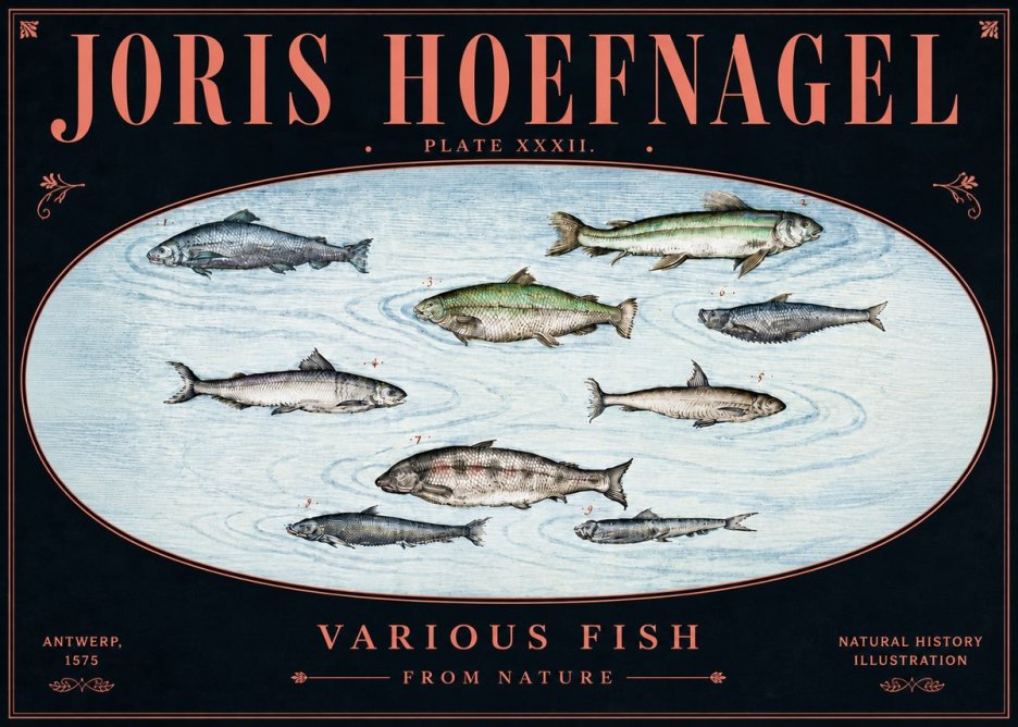 Joris Hoefnagel Various Fish from Nature No5 - Póster