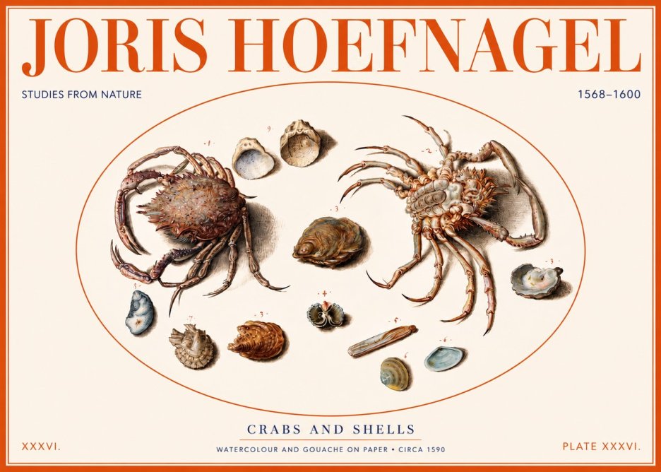 Joris Hoefnagel Crabs and Shells - Studies from Nature No2 - Póster