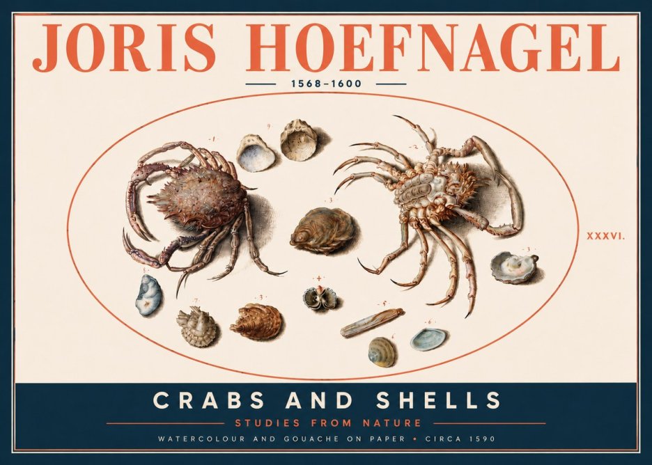 Joris Hoefnagel Crabs and Shells - Studies from Nature No4 - Póster