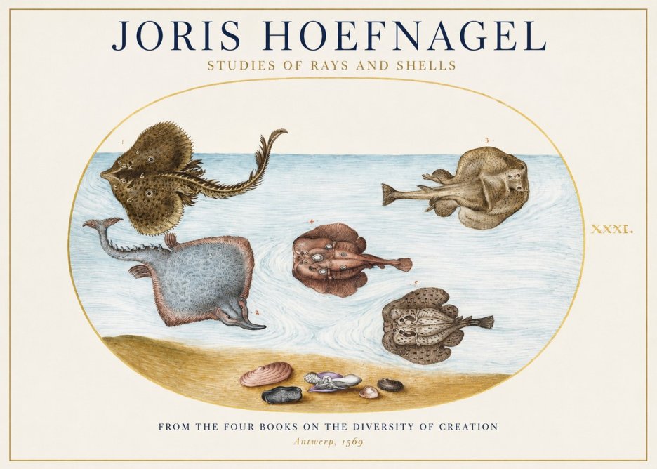 Joris Hoefnagel Studies of Rays and Shells No1 - Póster