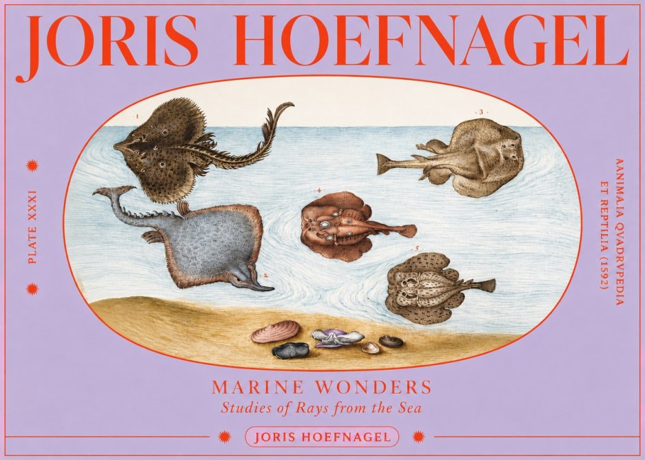 Joris Hoefnagel Studies of Rays and Shells No4 - Póster