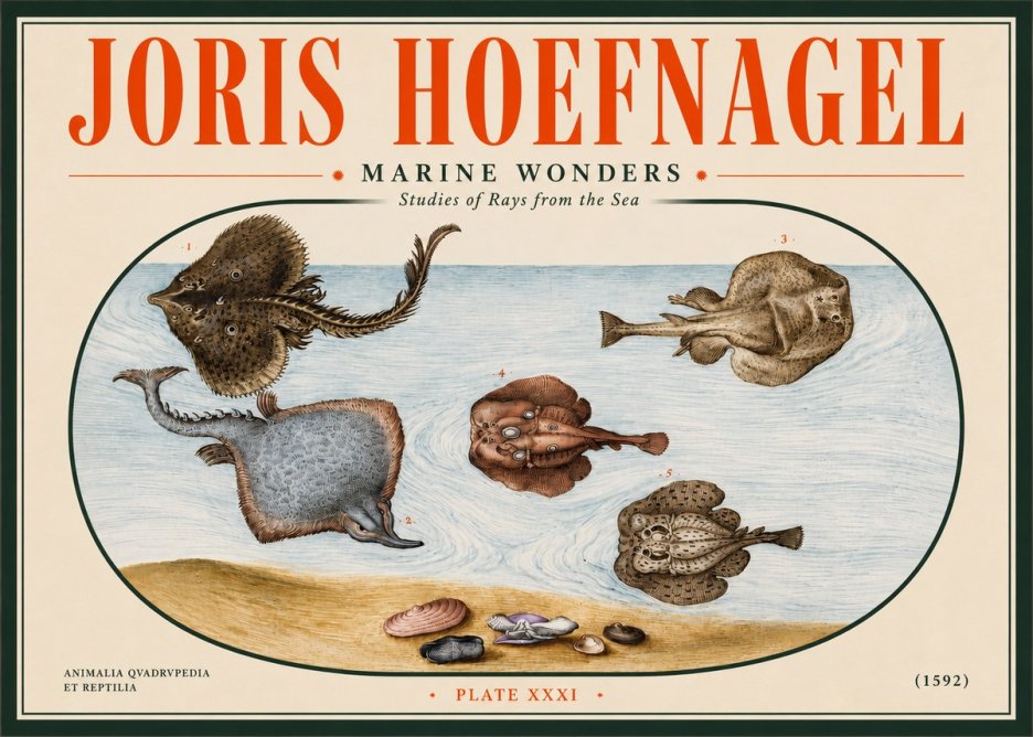 Joris Hoefnagel Studies of Rays and Shells No5 - Póster