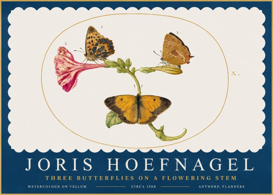 Joris Hoefnagel Three Butterflies on a Flowering Stem No2 - Póster
