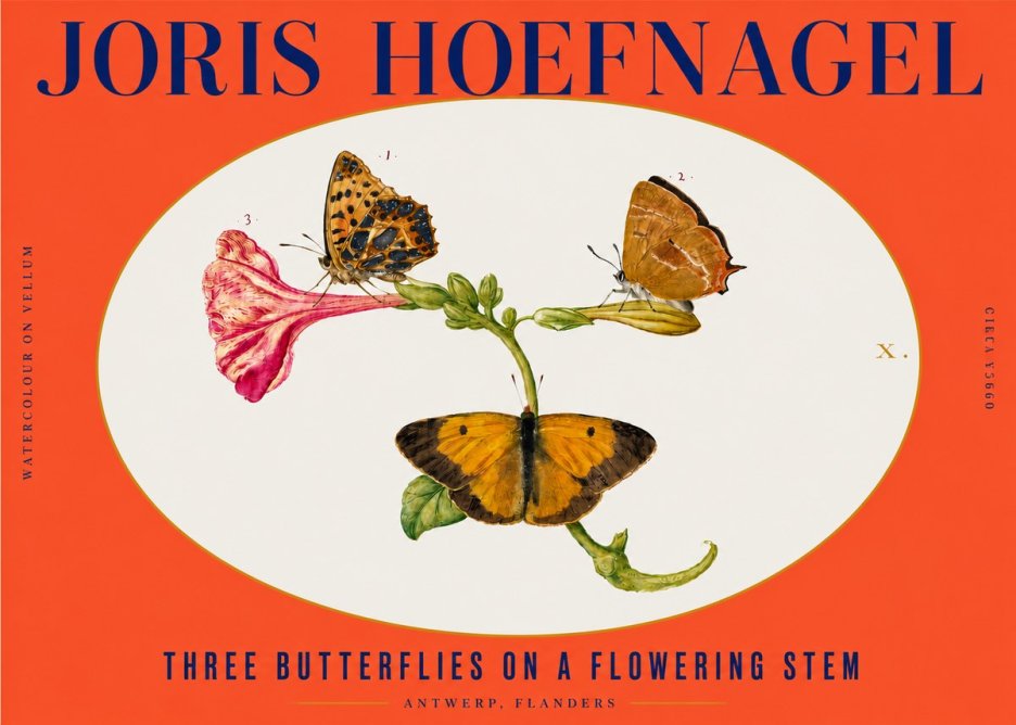 Joris Hoefnagel Three Butterflies on a Flowering Stem No3 - Póster