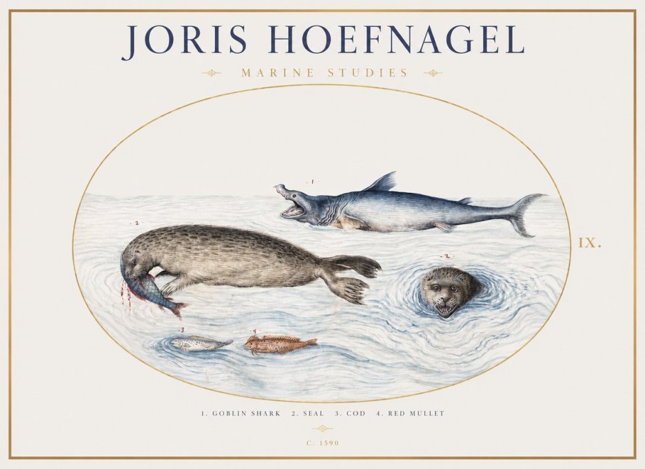 Joris Hoefnagel Marine Studies No1 - Póster