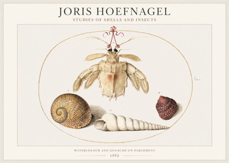 Joris Hoefnagel Studies of Shells and Insects No1 - Póster