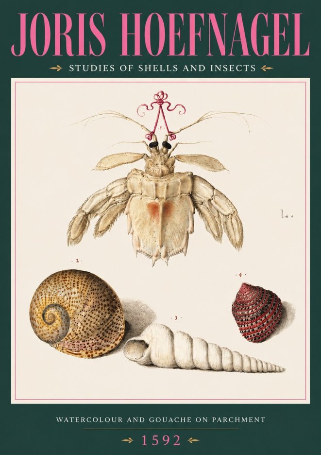 Joris Hoefnagel Studies of Shells and Insects No3 - Póster