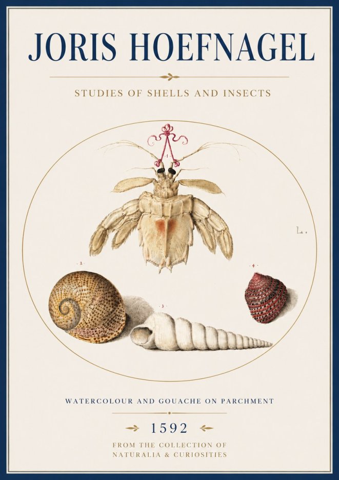 Joris Hoefnagel Studies of Shells and Insects No4 - Póster