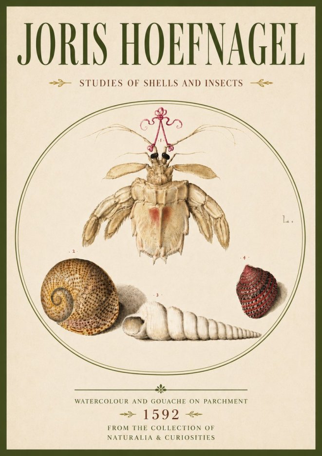 Joris Hoefnagel Studies of Shells and Insects No6 - Póster