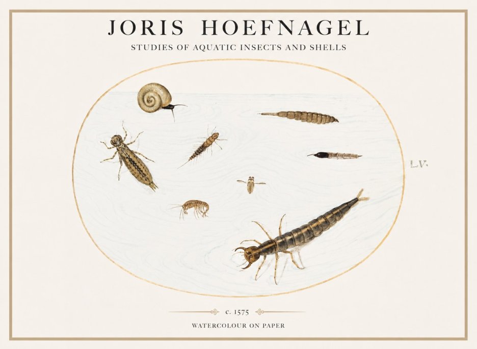 Joris Hoefnagel Studies of Aquatic Insects and Shells No1 - Póster