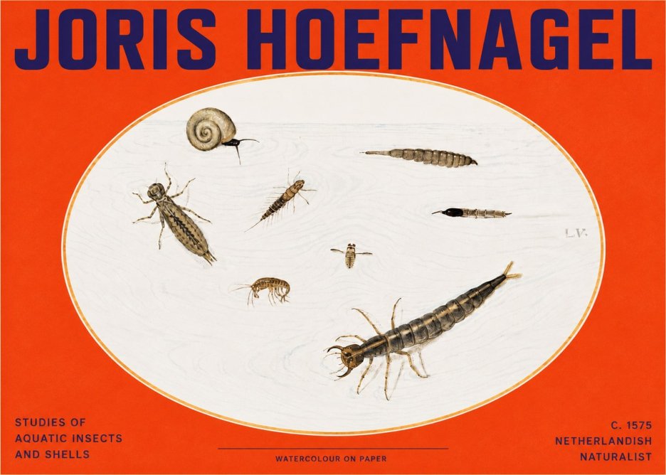Joris Hoefnagel Studies of Aquatic Insects and Shells No2 - Póster