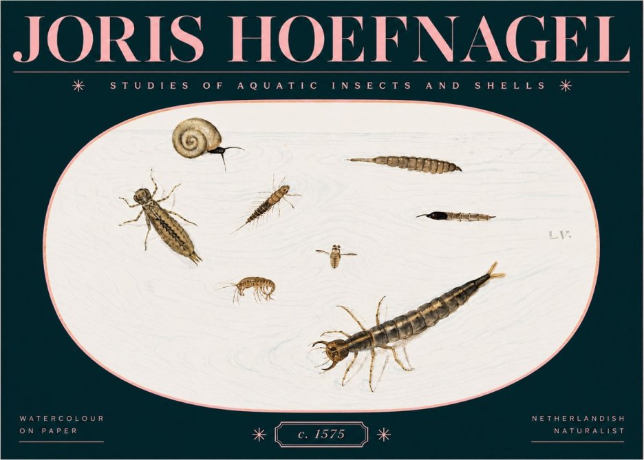 Joris Hoefnagel Studies of Aquatic Insects and Shells No3 - Póster