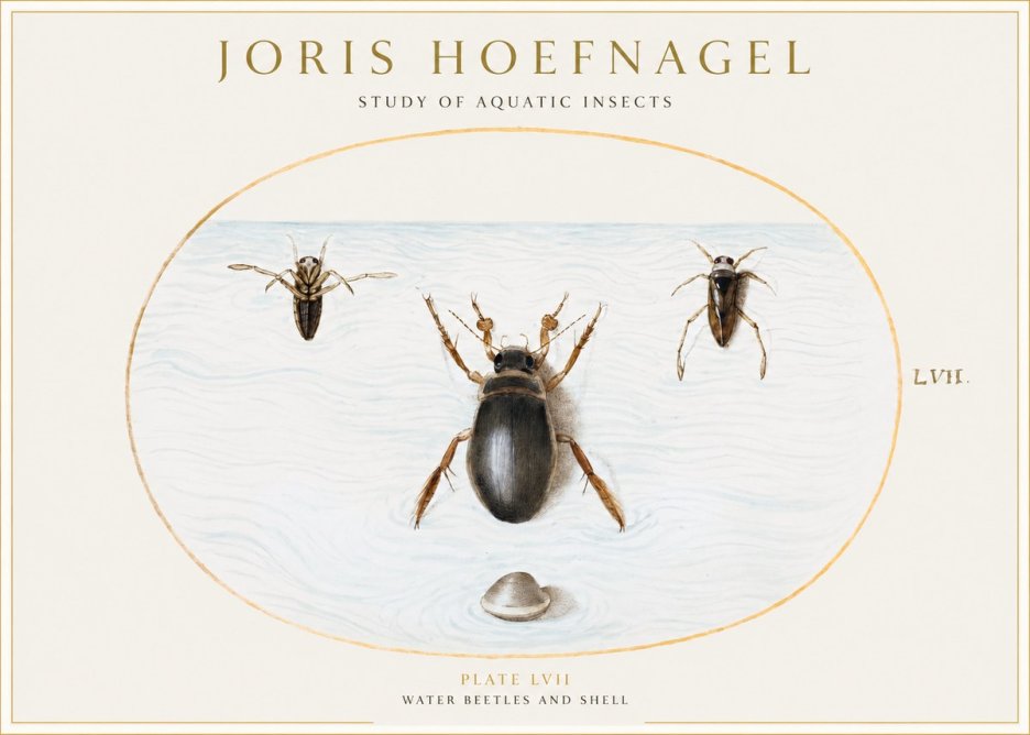 Joris Hoefnagel Water Beetles and Shell No1 - Póster