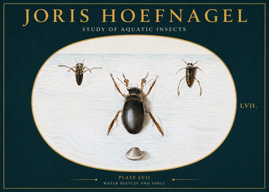 Joris Hoefnagel Water Beetles and Shell No2 - Póster