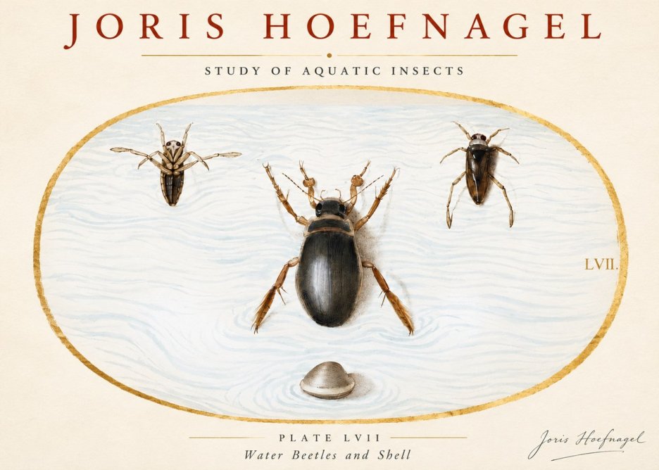 Joris Hoefnagel Water Beetles and Shell No3 - Póster