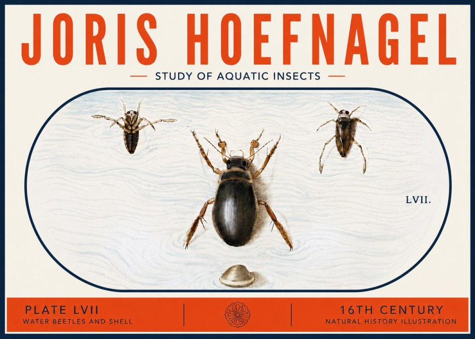 Joris Hoefnagel Water Beetles and Shell No6 - Póster