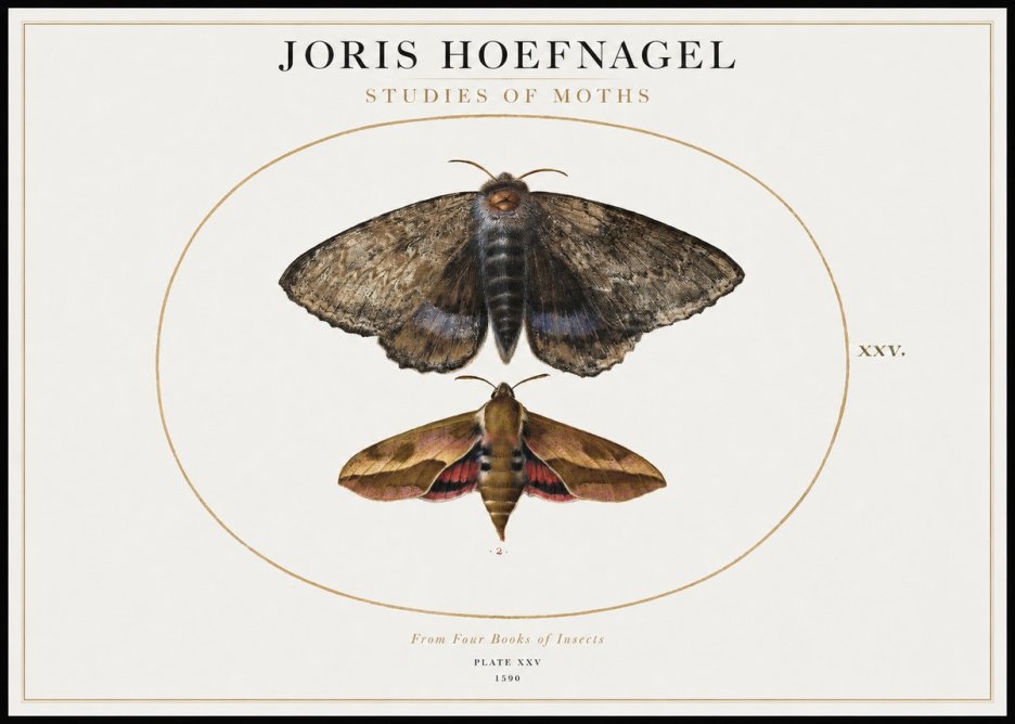 Joris Hoefnagel Studies of Moths I No1 - Póster