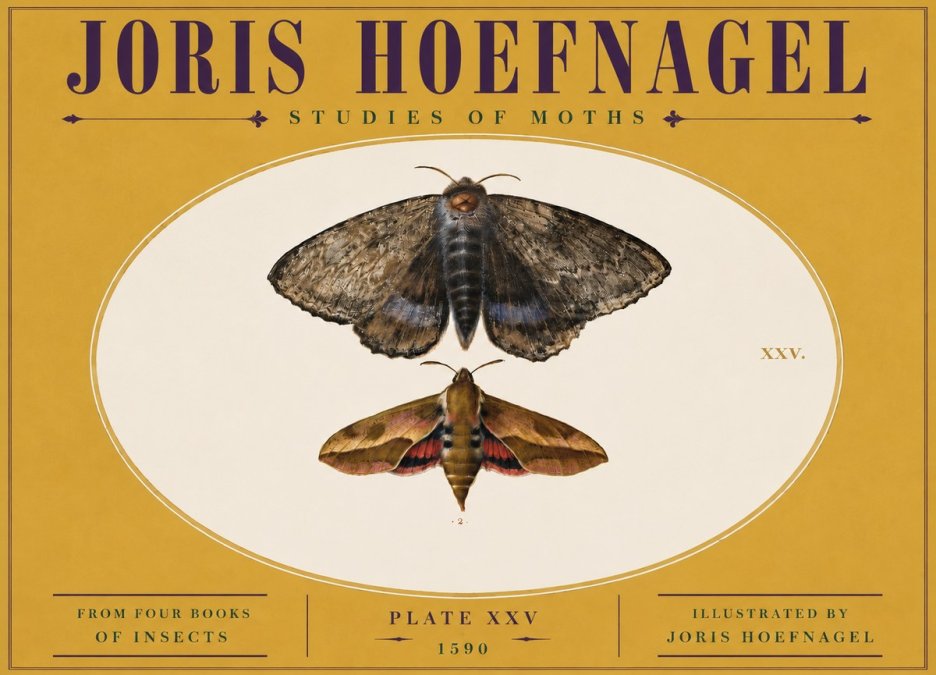 Joris Hoefnagel Studies of Moths I No5 - Póster