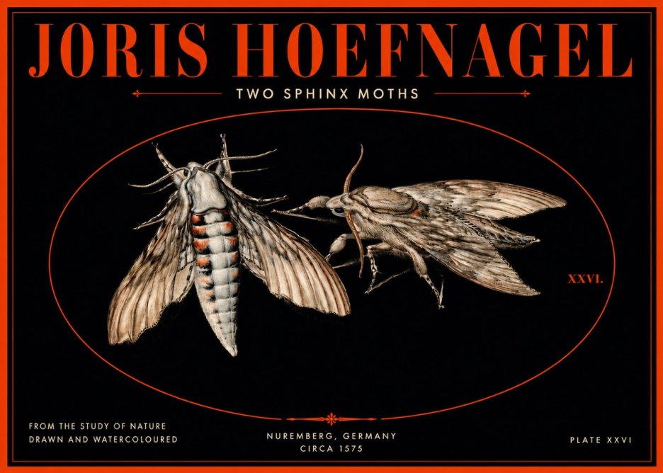 Joris Hoefnagel Two Sphinx Moths No3 - Póster