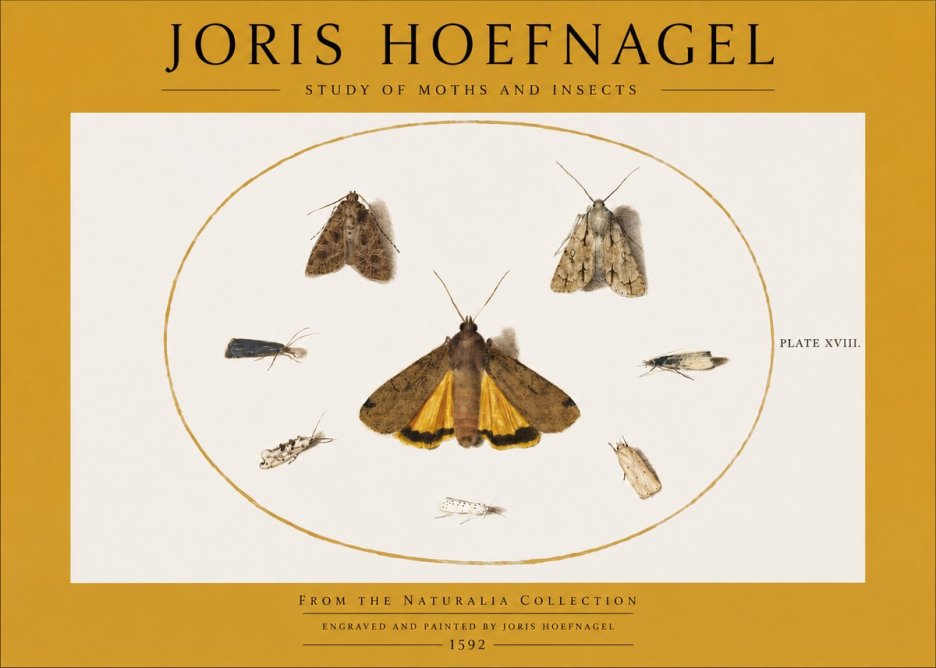 Joris Hoefnagel Study of Moths and Insects No2 - Póster