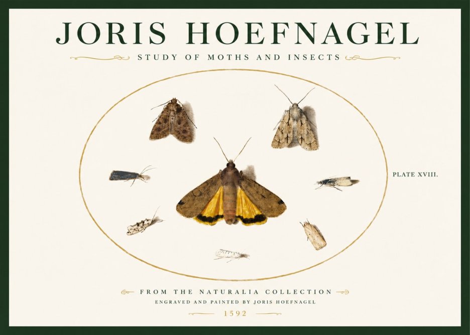 Joris Hoefnagel Study of Moths and Insects No3 - Póster