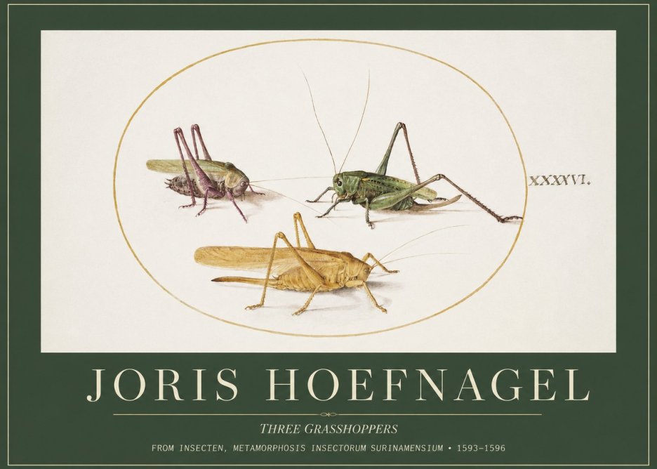 Joris Hoefnagel Grasshoppers Study No5 - Póster