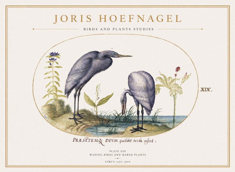 Joris Hoefnagel Wading Birds and Marsh Plants No1 - Póster