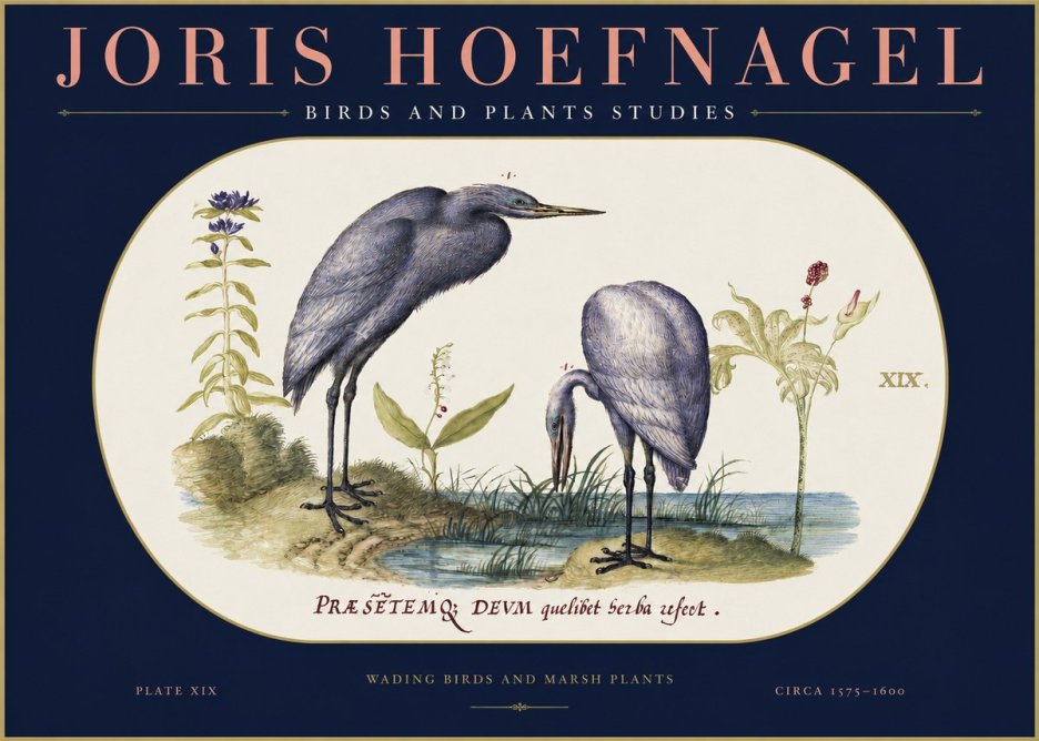 Joris Hoefnagel Wading Birds and Marsh Plants No2 - Póster