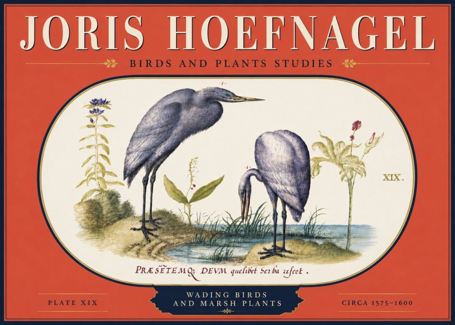 Joris Hoefnagel Wading Birds and Marsh Plants No4 - Póster