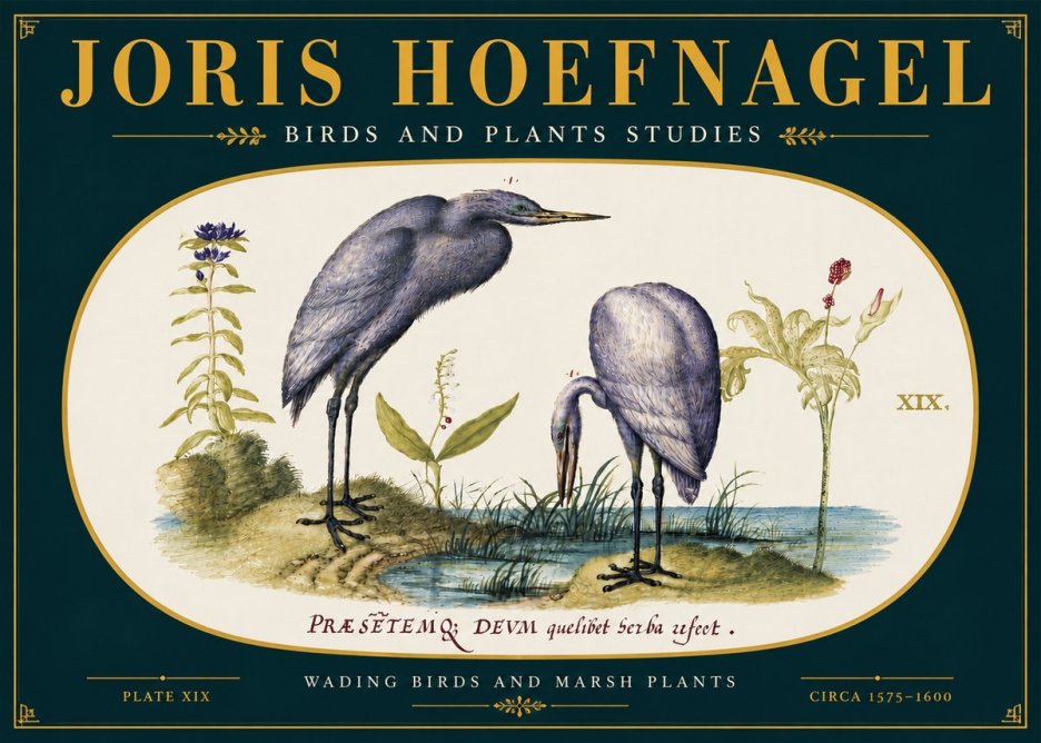 Joris Hoefnagel Wading Birds and Marsh Plants No6 - Póster