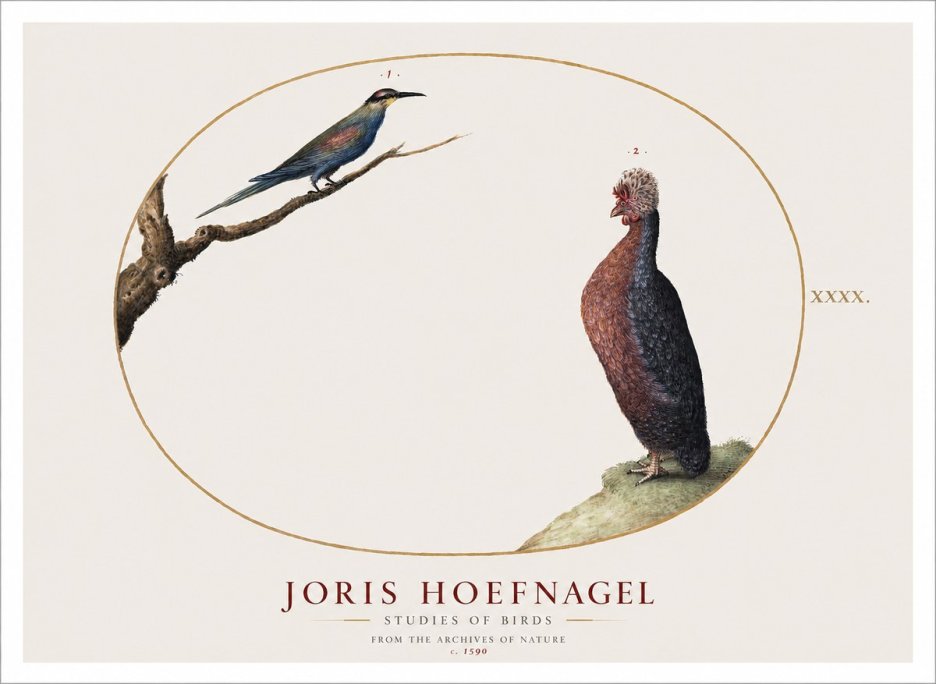 Joris Hoefnagel Studies of Birds I No1 - Póster