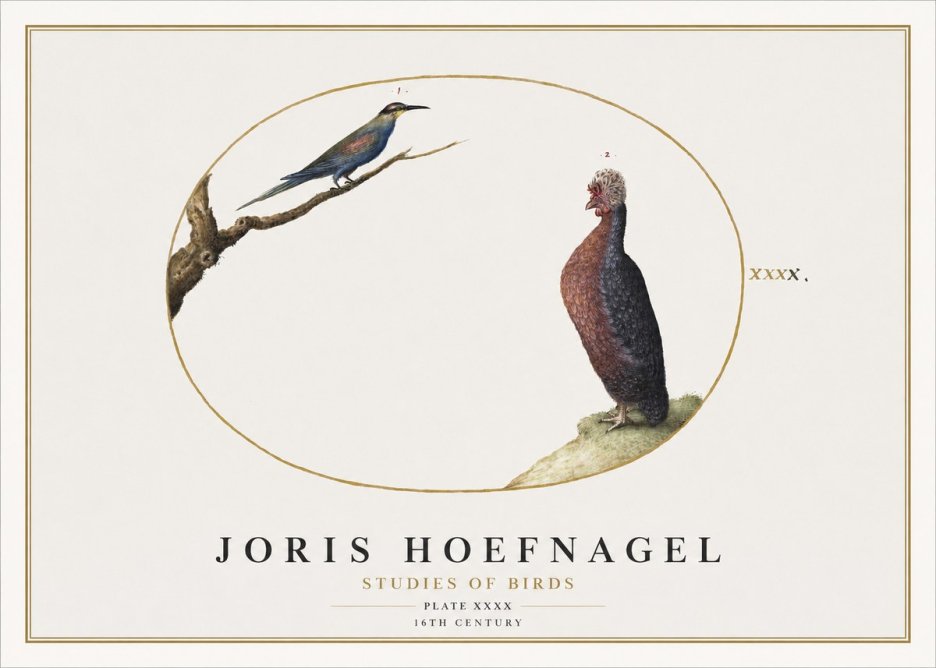 Joris Hoefnagel Studies of Birds I No2 - Póster