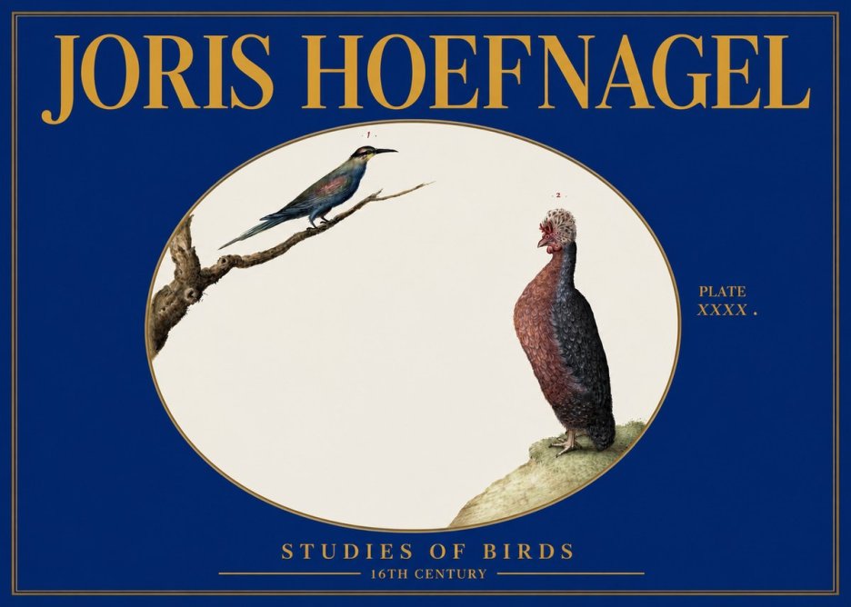 Joris Hoefnagel Studies of Birds I No3 - Póster
