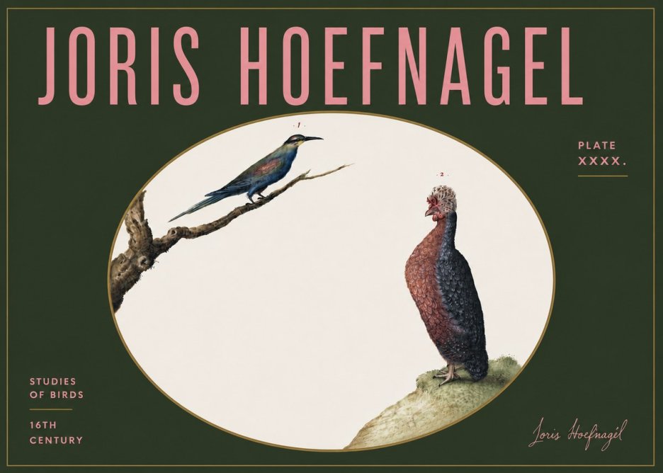 Joris Hoefnagel Studies of Birds I No5 - Póster